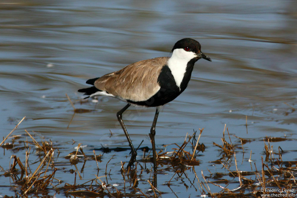 Vanneau éperonnéadulte, identification