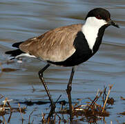 Spur-winged Lapwing