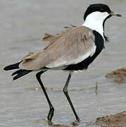 Spur-winged Lapwing