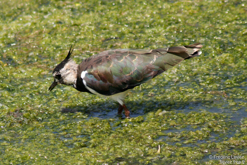 Northern Lapwingadult breeding