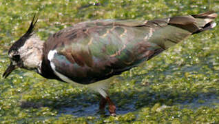 Northern Lapwing