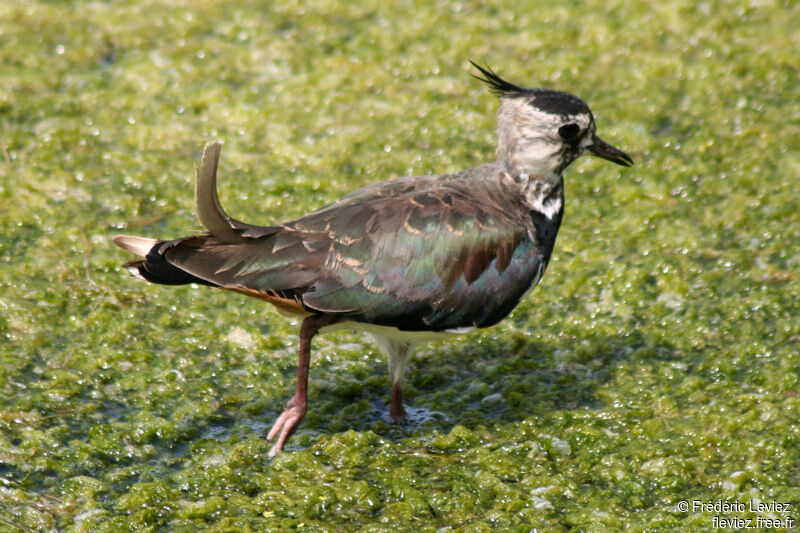 Northern Lapwingadult breeding