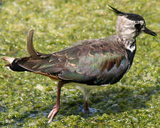 Northern Lapwing