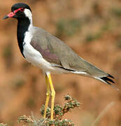 Red-wattled Lapwing