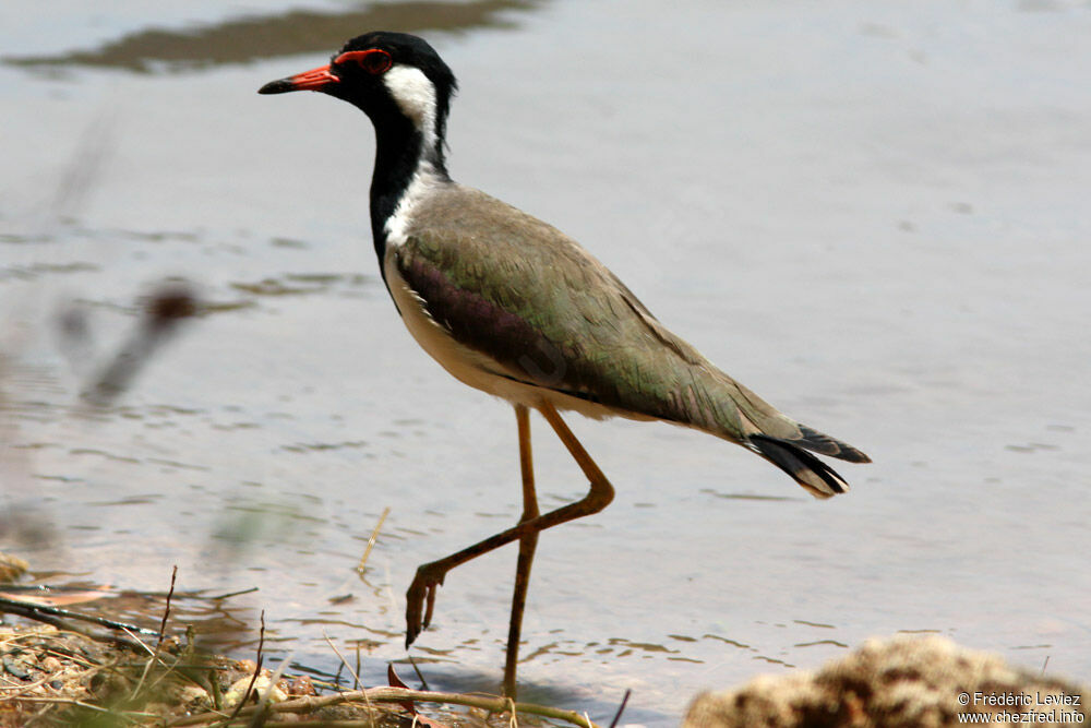 Red-wattled Lapwingadult, identification