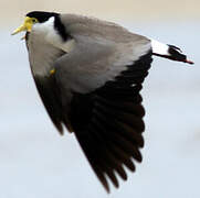 Masked Lapwing