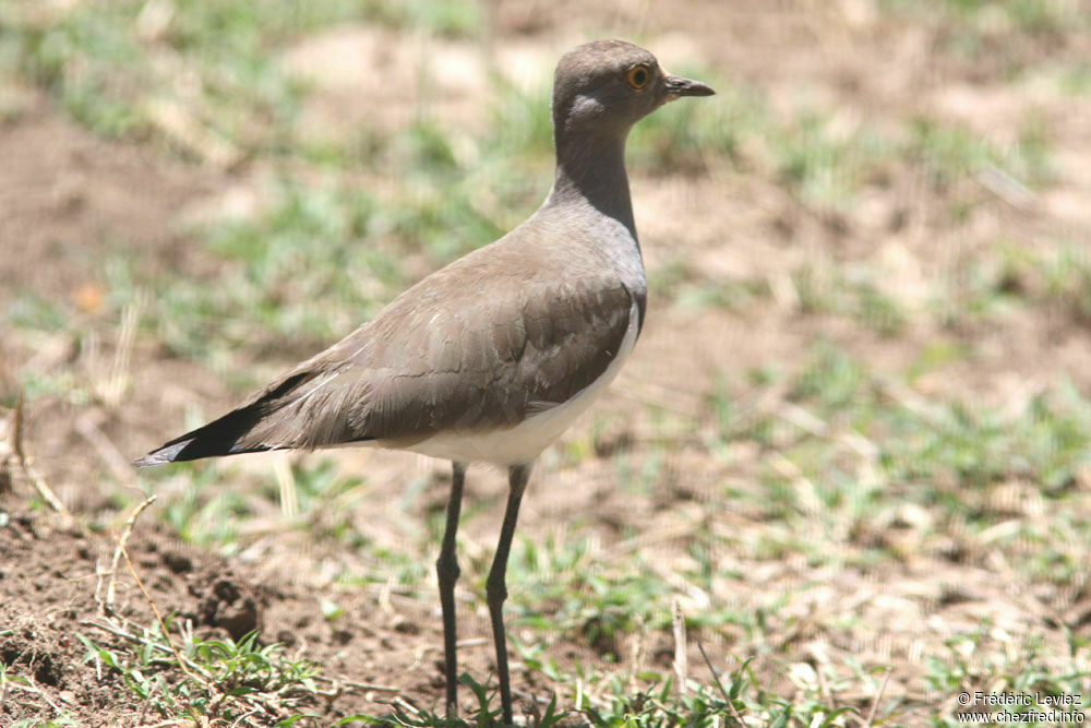 Vanneau terneadulte, identification