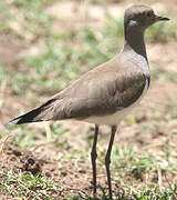 Senegal Lapwing