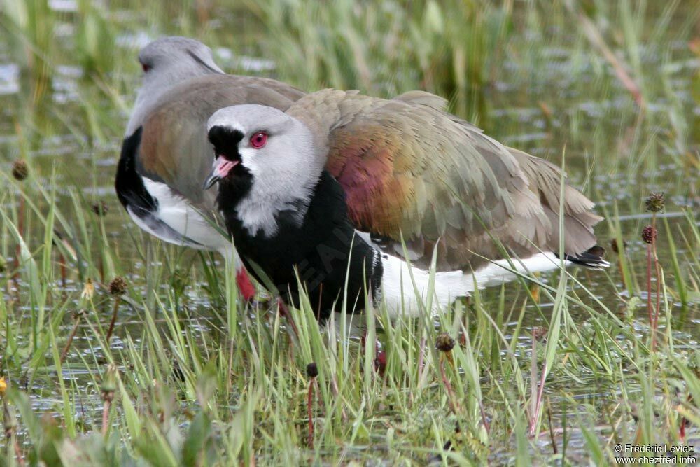 Southern Lapwingadult, identification