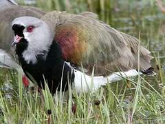 Southern Lapwing