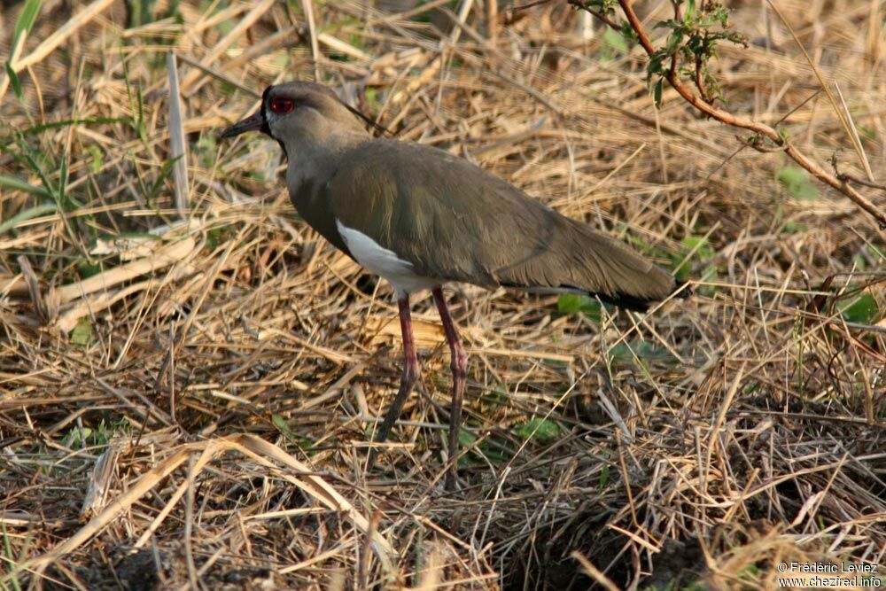 Vanneau téroadulte, identification