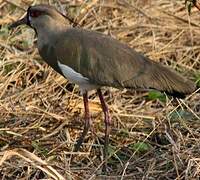 Southern Lapwing