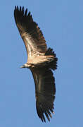 White-backed Vulture