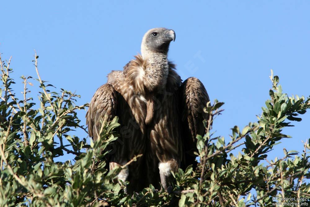 Vautour africain, identification