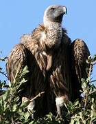 White-backed Vulture