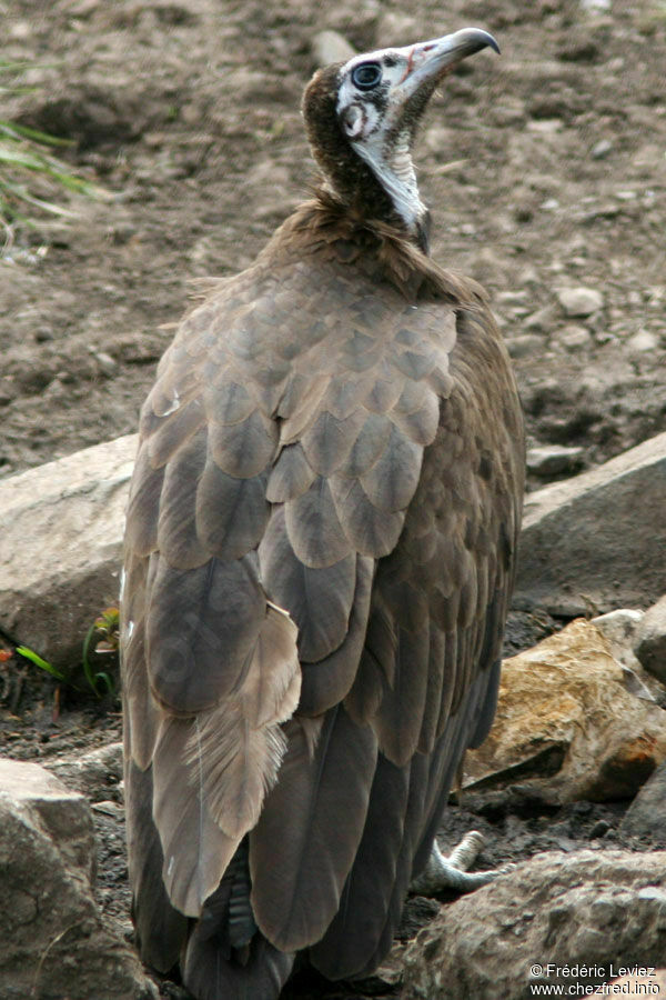 Hooded Vulture