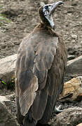 Hooded Vulture