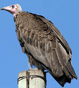 Hooded Vulture