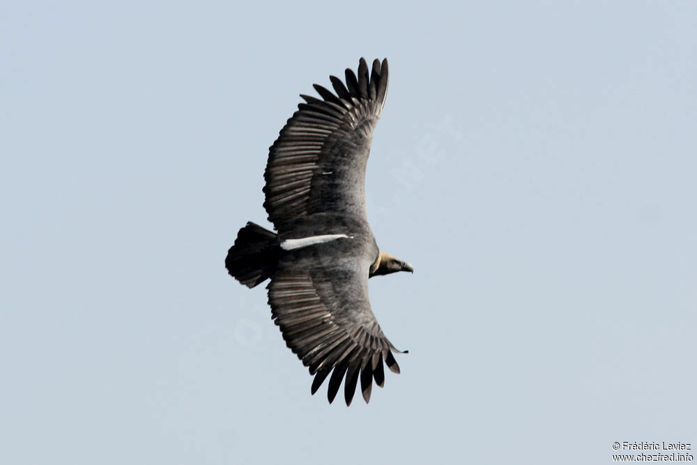 White-rumped Vultureadult, Flight