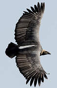 White-rumped Vulture