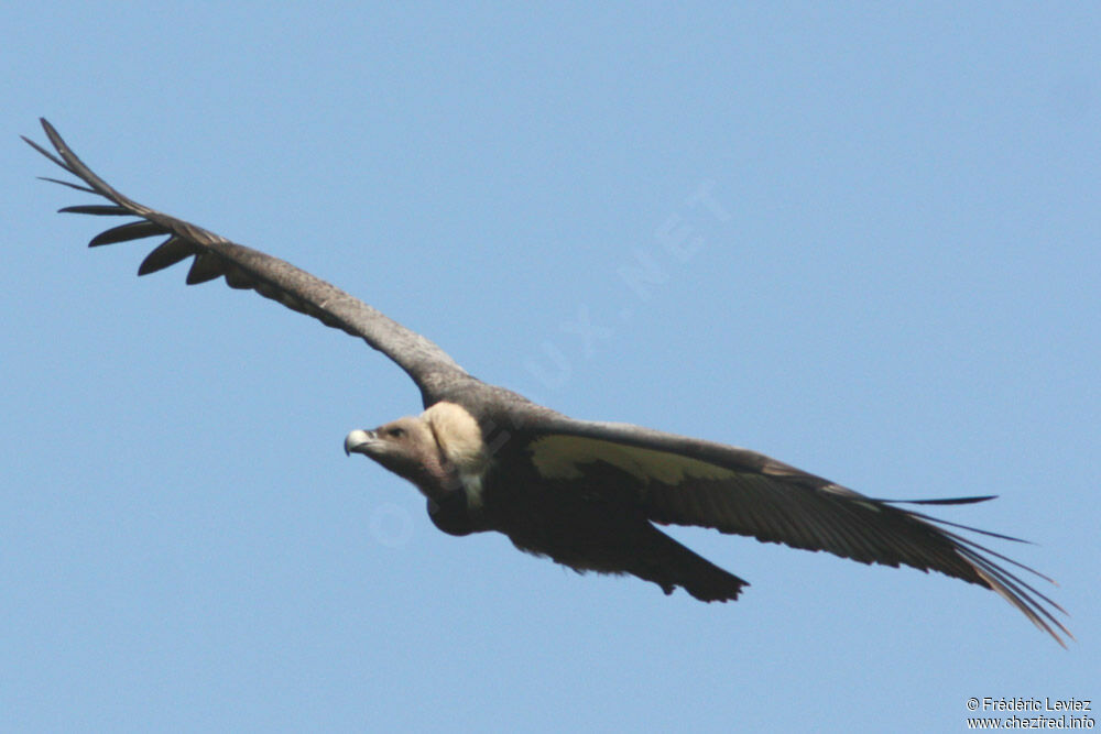 White-rumped Vultureadult, Flight