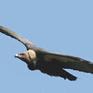 Vautour chaugoun