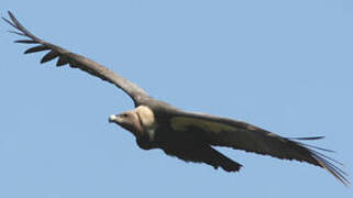 White-rumped Vulture