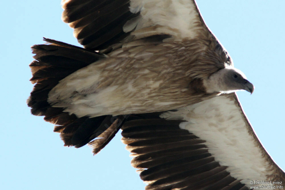 Vautour de l'Himalayaadulte, Vol