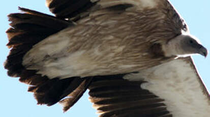 Vautour de l'Himalaya