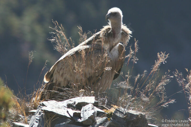 Himalayan Vultureadult, identification