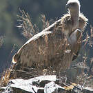 Vautour de l'Himalaya