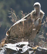 Himalayan Vulture