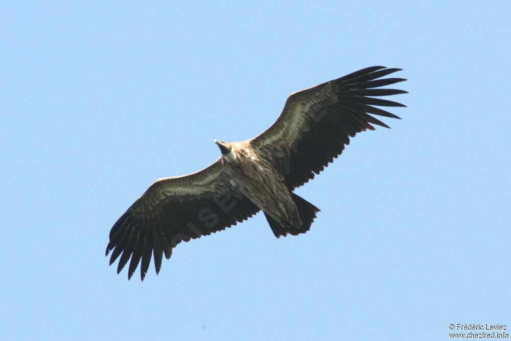 Vautour de l'Himalayajuvénile, Vol