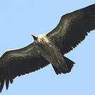 Vautour de l'Himalaya