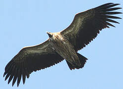 Himalayan Vulture