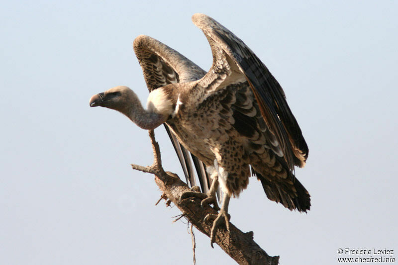 Rüppell's Vulture