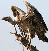 Rüppell's Vulture