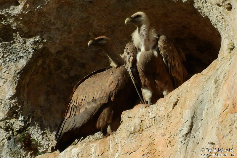 Griffon Vulture, habitat