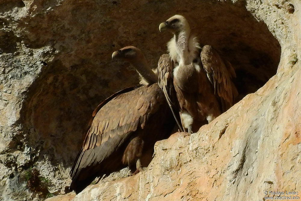 Vautour fauve, habitat