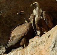 Griffon Vulture