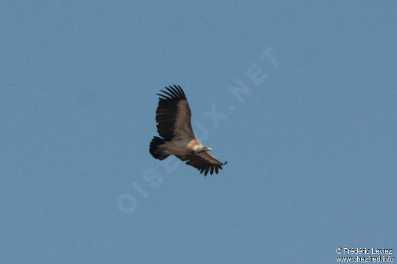 Indian Vultureadult, identification