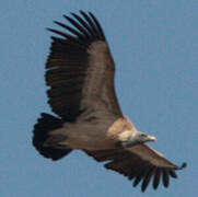 Indian Vulture