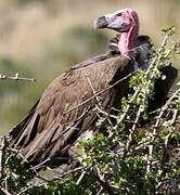 Lappet-faced Vulture