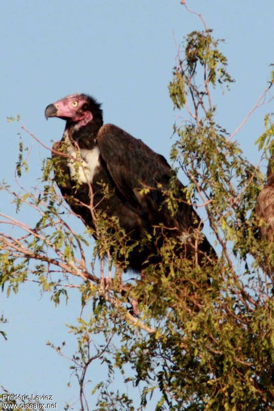 Vautour royal mâle adulte, identification