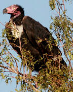 Red-headed Vulture