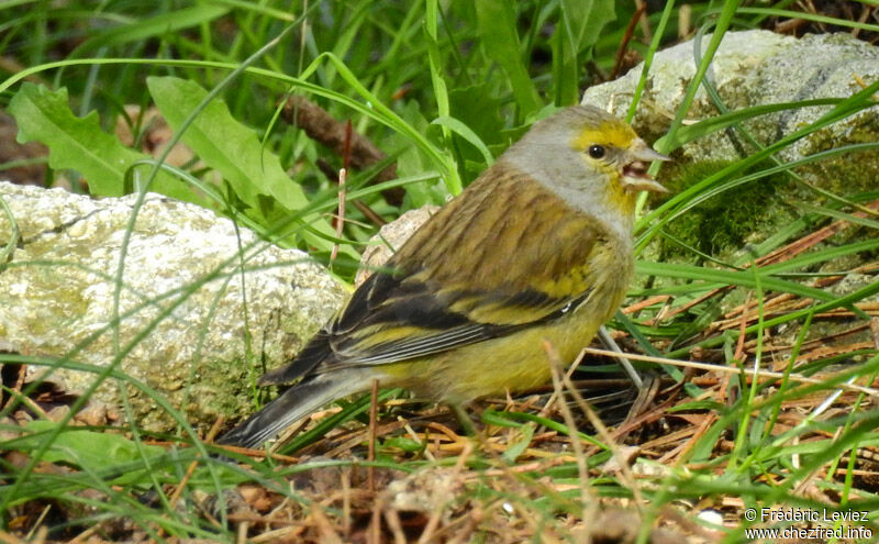 Corsican Finchadult, identification, close-up portrait, eats