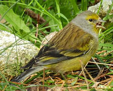 Corsican Finch