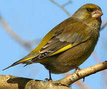 European Greenfinch