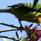 Verdin de Hardwick