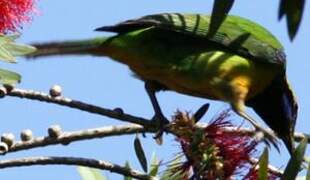 Orange-bellied Leafbird